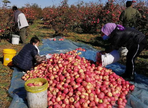 豬價玉米蘋果大跌，水產(chǎn)卻暴漲91%，背后原因何在？