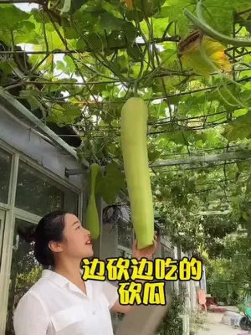 您吃過這種砍著吃的蔬菜嗎？