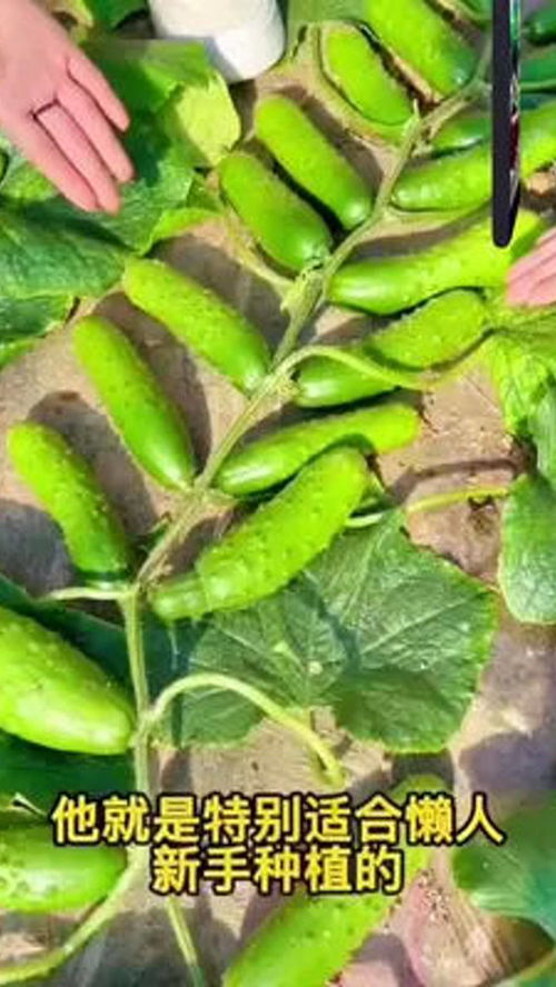 優質黃瓜苗種植 助力農產品品質提升與農業可持續發展