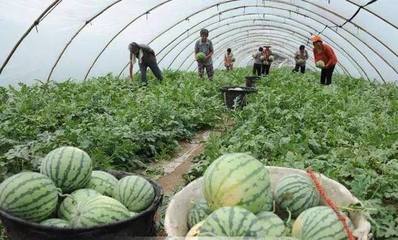 特色水產(chǎn)養(yǎng)殖 從池塘到餐桌的溢價(jià)之路