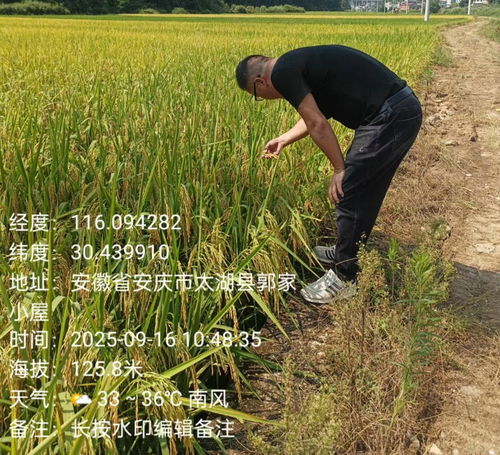 天華鎮植保行動 科技護航，糧食豐產之路