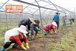 周寧實踐 土地流轉激活特色農業與水產養殖，鋪就農民增收新路徑