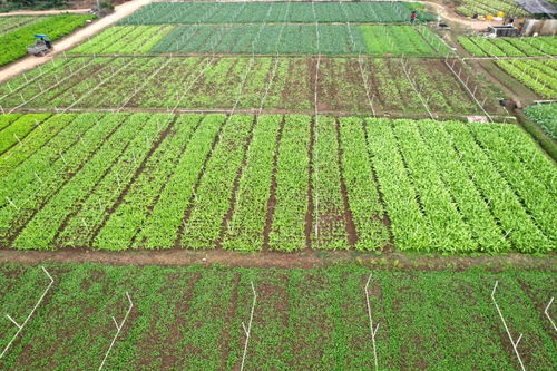 科學(xué)管護(hù)四季豐收 水產(chǎn)養(yǎng)殖與八塘菜田的冬日協(xié)奏曲