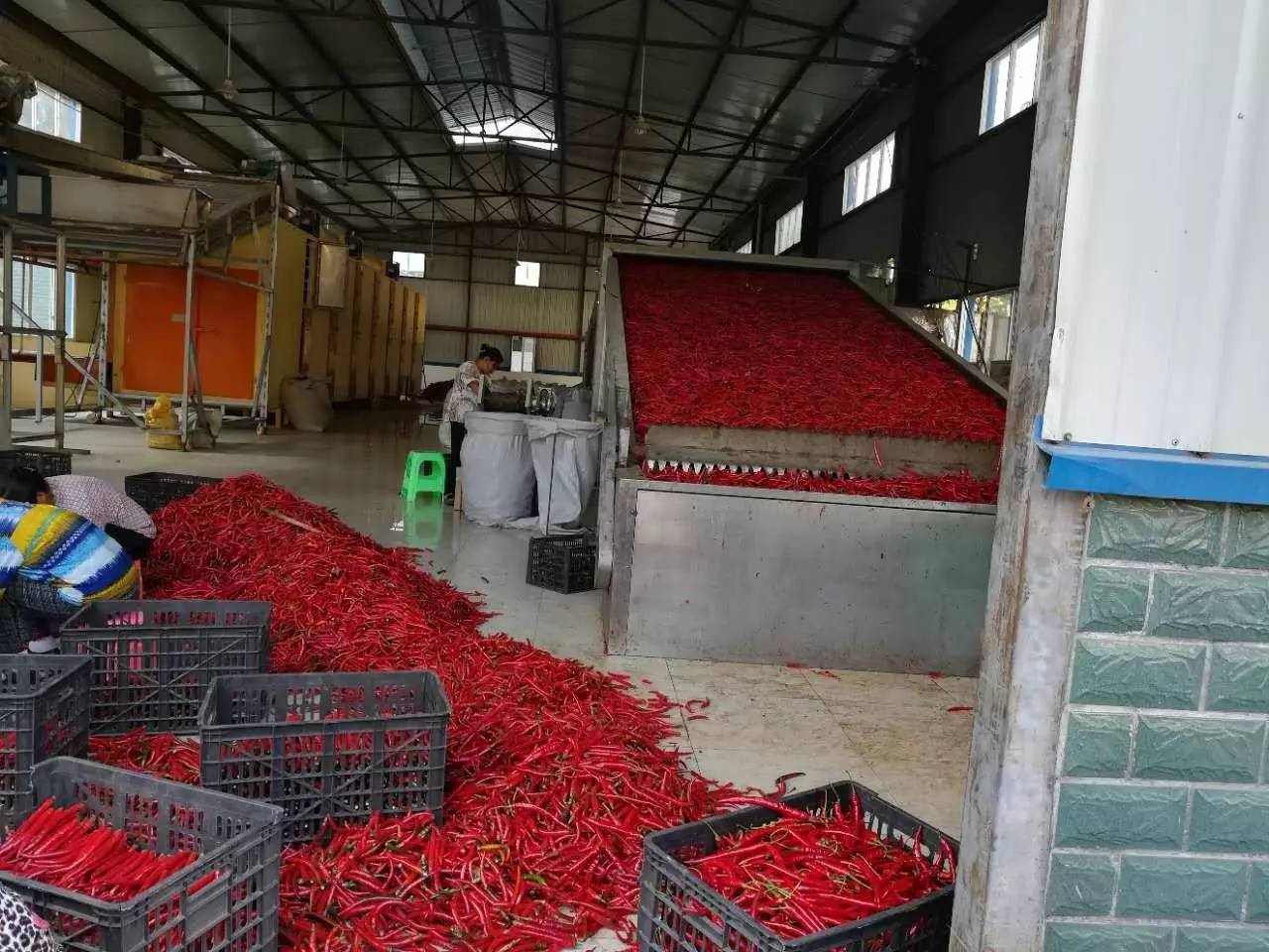 旺草“紅”了！水產(chǎn)養(yǎng)殖新路徑探秘